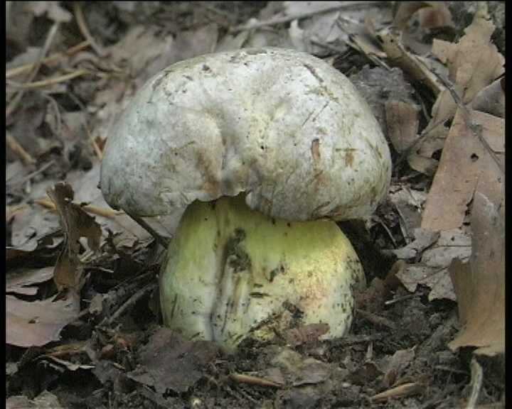 Winkel   ( FRA )   28.08.2004    1 Serie